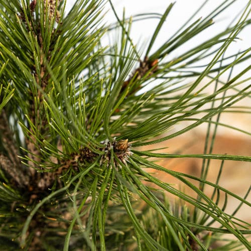 Сосна лейкодермис Компакт Гем купить во Владимире