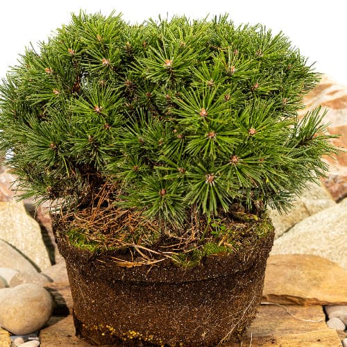 Сосна горная Бенджамин купить во Владимире