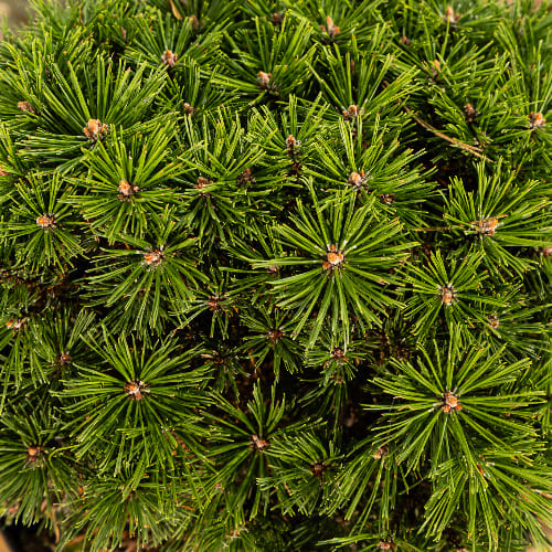 Сосна горная Бенджамин купить во Владимире