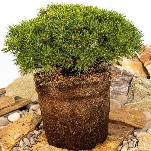 Сосна горная Бенджамин купить во Владимире