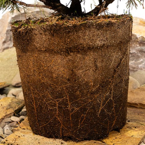 Сосна горная Бенджамин купить во Владимире