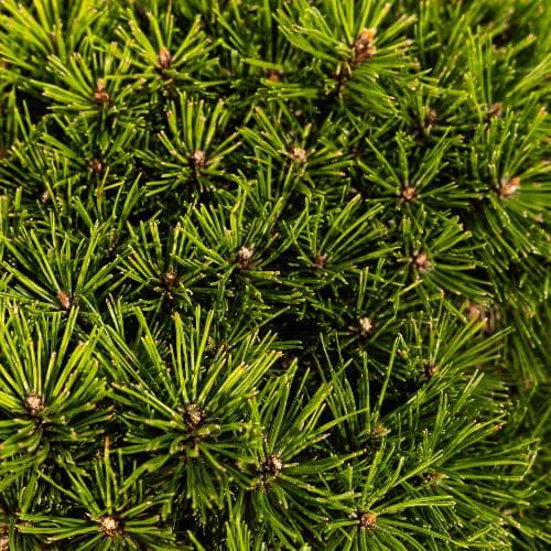 Сосна горная Бенджамин купить во Владимире