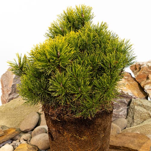 Сосна горная Карстен Винтерголд купить в Нижнем Новгороде