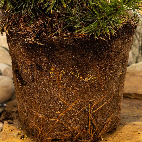 Сосна горная Карстен Винтерголд купить в Нижнем Новгороде