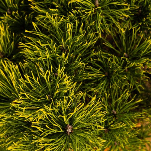 Сосна горная Карстен Винтерголд купить в Нижнем Новгороде
