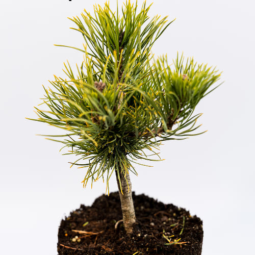 Сосна горная Карстен Винтерголд купить во Владимире