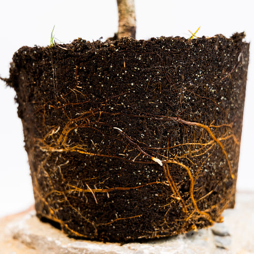 Сосна горная Карстен Винтерголд купить во Владимире