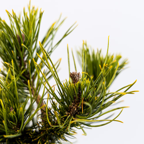 Сосна горная Карстен Винтерголд купить во Владимире