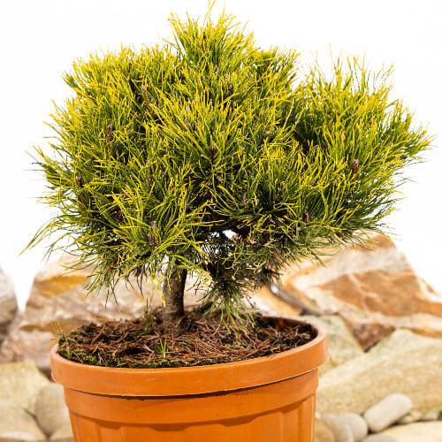 Сосна горная Карстен купить в Нижнем Новгороде