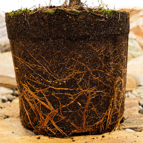 Сосна горная Карстен купить в Нижнем Новгороде