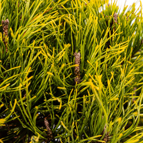 Сосна горная Карстен купить в Нижнем Новгороде