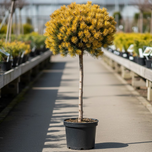 Сосна горная Децембер Голд купить