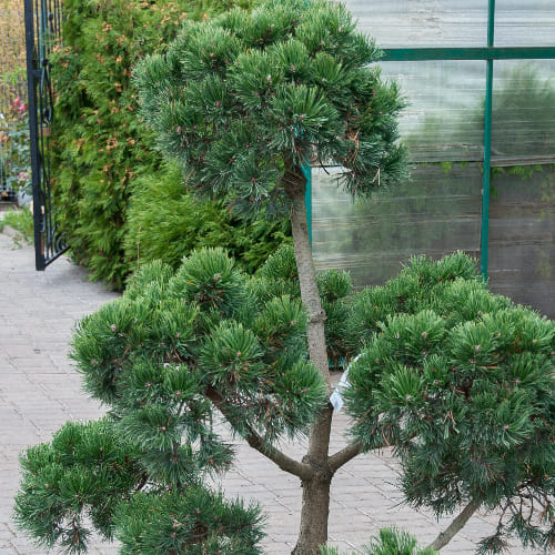 Сосна горная Гном (бонсай) купить в Нижнем Новгороде