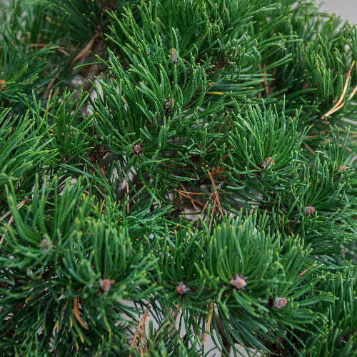 Сосна горная Гном (бонсай) купить в Нижнем Новгороде