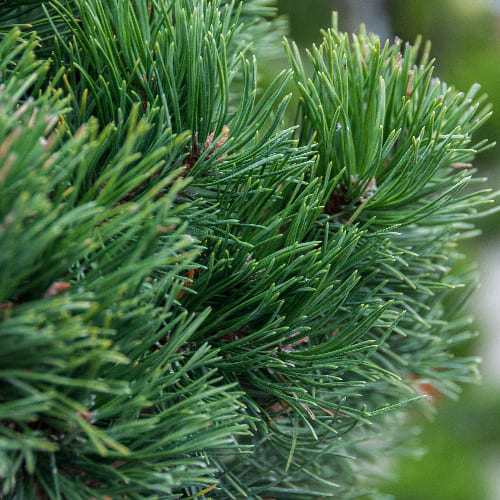 Сосна горная Гном (бонсай) купить в Нижнем Новгороде