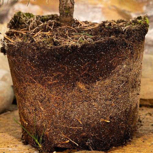 Сосна горная Гном купить во Владимире