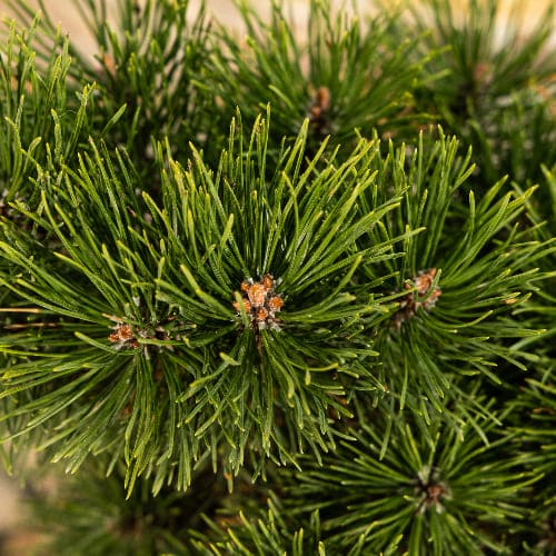Сосна горная Гном купить во Владимире