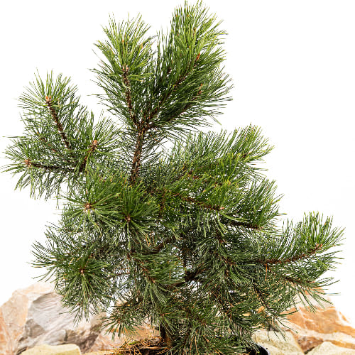 Сосна горная Гном купить во Владимире