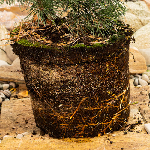 Сосна горная Гном купить во Владимире