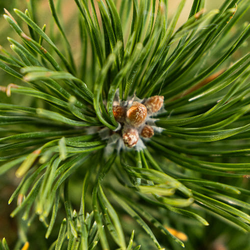 Сосна горная Гном купить во Владимире