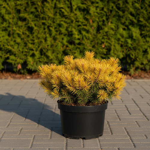 Сосна горная Голдкоин Вайс купить