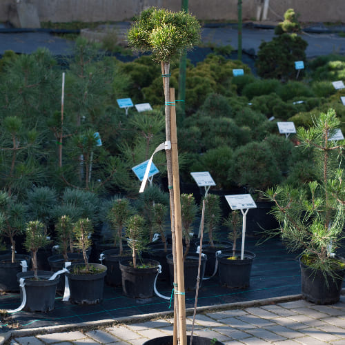 Сосна горная Голдкоин Вайс купить в Нижнем Новгороде