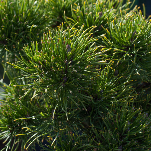 Сосна горная Голдкоин Вайс купить в Нижнем Новгороде