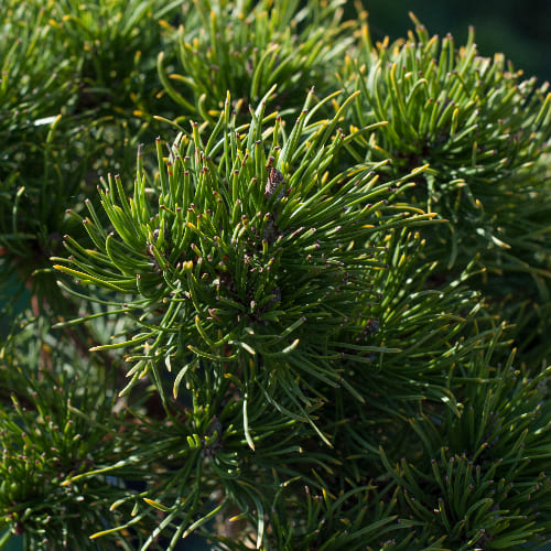 Сосна горная Голдкоин Вайс купить в Нижнем Новгороде