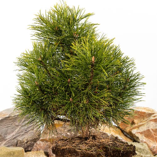 Сосна горная Голден Глоу купить в Нижнем Новгороде