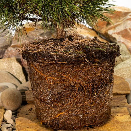 Сосна горная Голден Глоу купить в Нижнем Новгороде