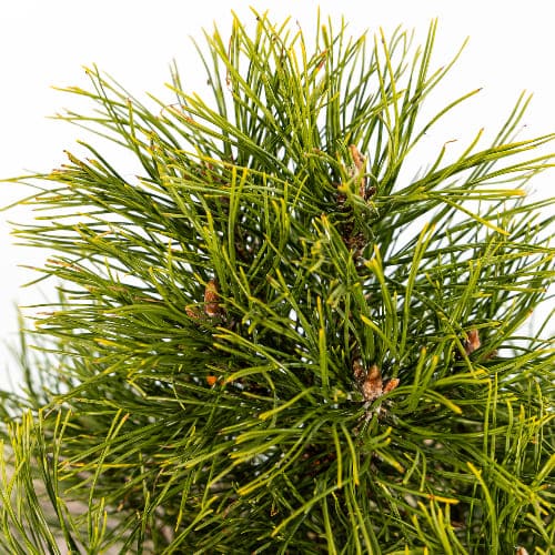 Сосна горная Голден Глоу купить в Нижнем Новгороде