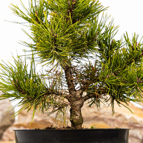 Сосна горная Голден Глоу купить в Нижнем Новгороде