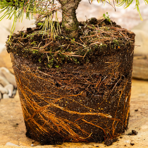 Сосна горная Голден Глоу купить в Нижнем Новгороде