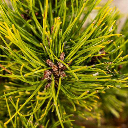 Сосна горная Голден Глоу купить в Нижнем Новгороде