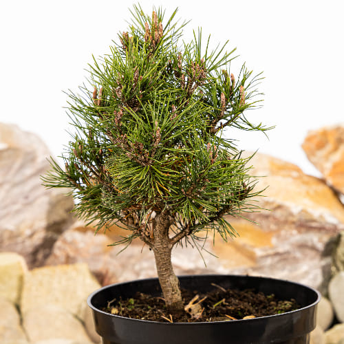 Сосна горная Грюне Кугель купить в Нижнем Новгороде