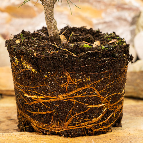 Сосна горная Грюне Кугель купить в Нижнем Новгороде