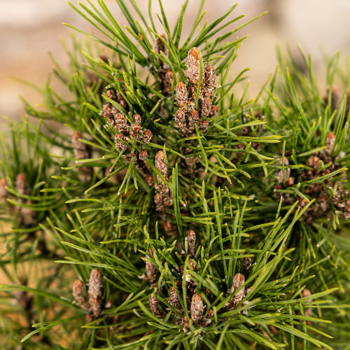 Сосна горная Грюне Кугель купить в Нижнем Новгороде