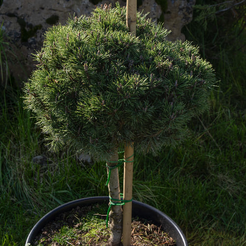 Сосна горная Грюне Кугель купить в Нижнем Новгороде