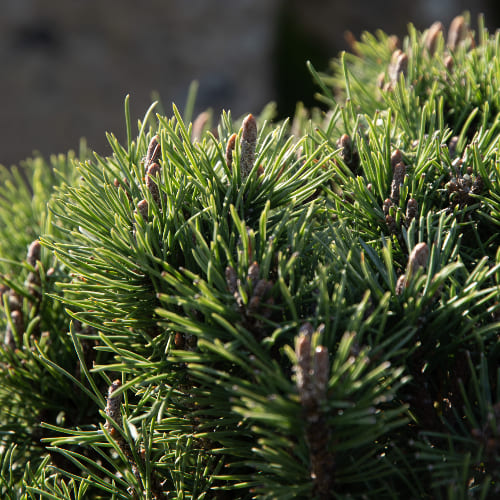 Сосна горная Грюне Кугель купить в Нижнем Новгороде