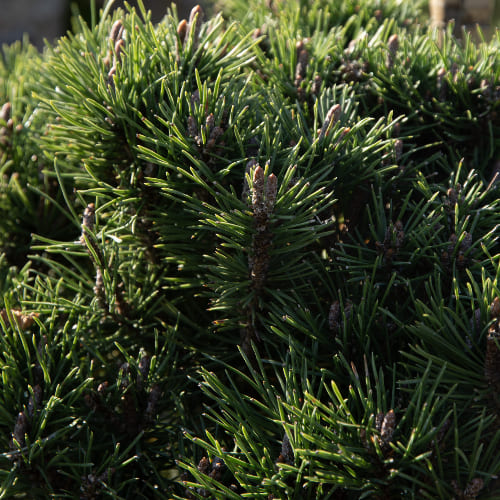 Сосна горная Грюне Кугель купить в Нижнем Новгороде