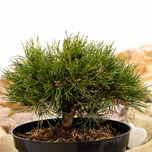 Сосна горная Грюн Вилле купить в Нижнем Новгороде