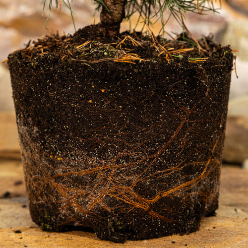 Сосна горная Грюн Вилле купить в Нижнем Новгороде