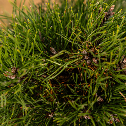 Сосна горная Грюн Вилле купить в Нижнем Новгороде