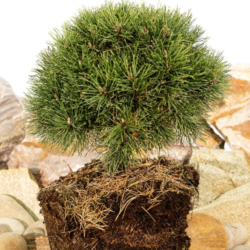 Сосна горная Грюн Вилле купить в Нижнем Новгороде