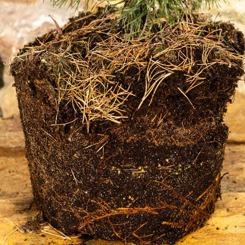 Сосна горная Грюн Вилле купить в Нижнем Новгороде