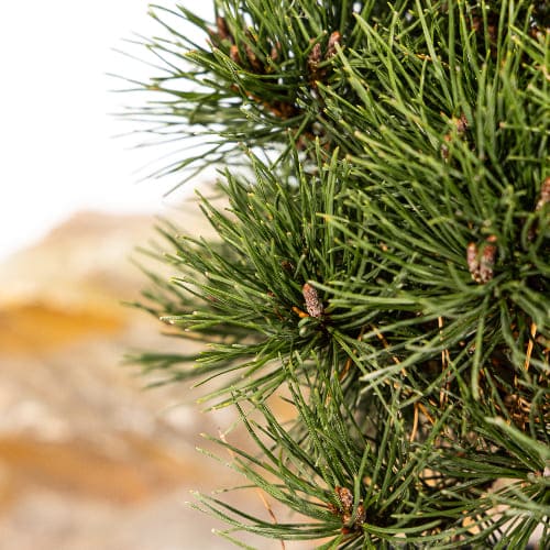 Сосна горная Грюн Вилле купить в Нижнем Новгороде