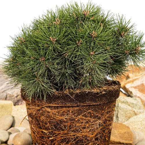 Сосна горная Хампи купить во Владимире