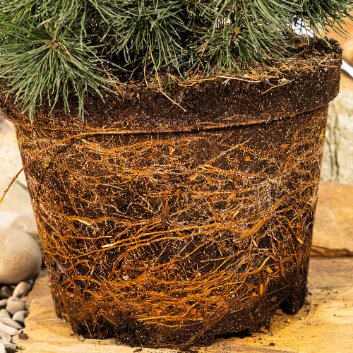 Сосна горная Хампи купить во Владимире