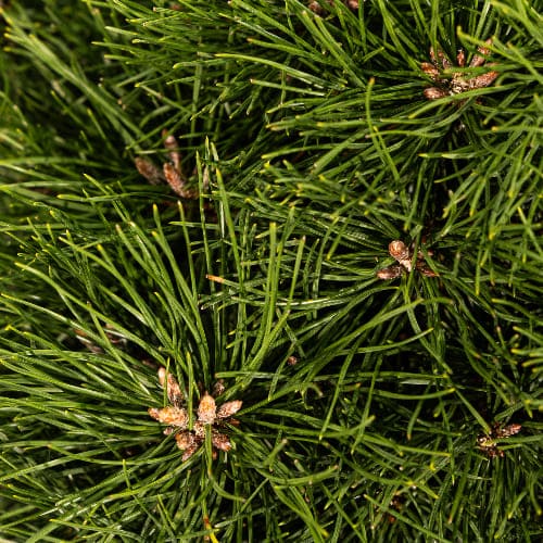 Сосна горная Хампи купить во Владимире