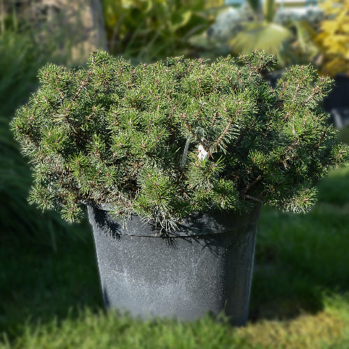 Сосна горная Хампи купить во Владимире